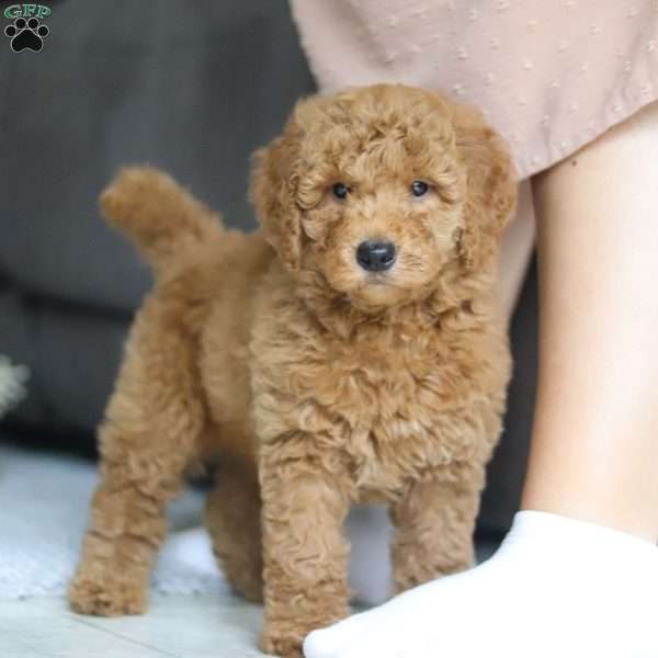 Chief, Goldendoodle Puppy